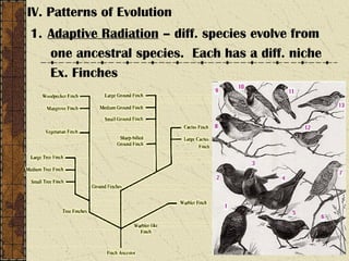 IV. Patterns of Evolution
1. Adaptive Radiation – diff. species evolve from
one ancestral species. Each has a diff. niche
Ex. Finches
 