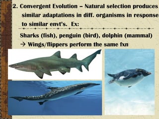 2. Convergent Evolution – Natural selection produces
similar adaptations in diff. organisms in response
to similar envt’s. Ex:
Sharks (fish), penguin (bird), dolphin (mammal)
 Wings/flippers perform the same fxn
 
