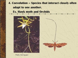 4. Coevolution – Species that interact closely often
adapt to one another.
Ex. Hawk moth and Orchids
 