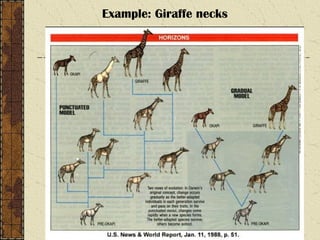Example: Giraffe necks
 