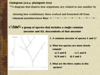 Cladogram (a.k.a. phylogenic tree)
A diagram that depicts how organisms are related to one another by
showing how evolutionary lines evolved and branched off from
common ancestors over time
 Vocab:
1. Clade – a group of species that includes a single common
ancestor and ALL descendents of that ancestor
1. A common ancestor of species E and C?
2. What two species are most closely
related?
a) A and B c) C and D
b) B and C d) E and A
3. What are the three clades in this
picture?
 
