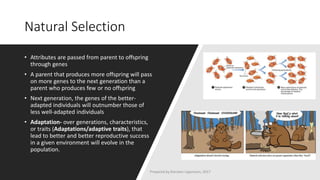 Natural Selection
• Attributes are passed from parent to offspring
through genes
• A parent that produces more offspring will pass
on more genes to the next generation than a
parent who produces few or no offspring
• Next generation, the genes of the better-
adapted individuals will outnumber those of
less well-adapted individuals
• Adaptation- over generations, characteristics,
or traits (Adaptations/adaptive traits), that
lead to better and better reproductive success
in a given environment will evolve in the
population.
Prepared by Kiersten Lippmann, 2017
 