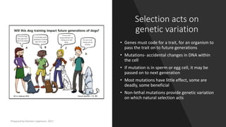 Selection acts on
genetic variation
• Genes must code for a trait, for an organism to
pass the trait on to future generations
• Mutations- accidental changes in DNA within
the cell
• If mutation is in sperm or egg cell, it may be
passed on to next generation
• Most mutations have little effect, some are
deadly, some beneficial
• Non-lethal mutations provide genetic variation
on which natural selection acts
Prepared by Kiersten Lippmann, 2017
 