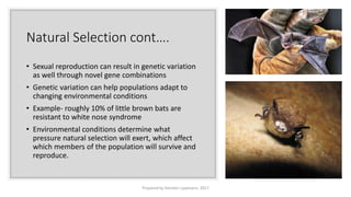 Natural Selection cont….
• Sexual reproduction can result in genetic variation
as well through novel gene combinations
• Genetic variation can help populations adapt to
changing environmental conditions
• Example- roughly 10% of little brown bats are
resistant to white nose syndrome
• Environmental conditions determine what
pressure natural selection will exert, which affect
which members of the population will survive and
reproduce.
Prepared by Kiersten Lippmann, 2017
 