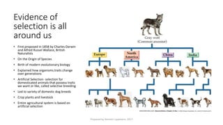 Evidence of
selection is all
around us
• First proposed in 1858 by Charles Darwin
and Alfred Russel Wallace, British
Naturalists
• On the Origin of Species
• Birth of modern evolutionary biology
• Explained how organisms traits change
over generations
• Artificial Selection- selection for
domesticated animals that possess traits
we want or like, called selective breeding
• Led to variety of domestic dog breeds
• Crop plants and livestock
• Entire agricultural system is based on
artificial selection
Prepared by Kiersten Lippmann, 2017
 