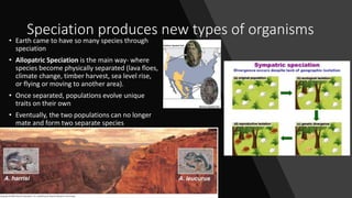 Speciation produces new types of organisms
• Earth came to have so many species through
speciation
• Allopatric Speciation is the main way- where
species become physically separated (lava floes,
climate change, timber harvest, sea level rise,
or flying or moving to another area).
• Once separated, populations evolve unique
traits on their own
• Eventually, the two populations can no longer
mate and form two separate species
 