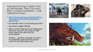 Hazards of Living in Japan: First
an earthquake, then a tsunami,
then a nuclear meltdown… now
radioactive boars
• http://www.cbsnews.com/news/fukus
hima-japan-potentially-radioactive-
wild-boars/
• No wonder they’re not having any kids!
• Each boar weighs 200 lbs
• Boars contain high levels of radioactive
element caesium-137, which is 300
times above the safe limit for
consumption
Hmmm…. Another example of where
an adaptable opportunistic species
comes in and just takes over.
Prepared by Kiersten Lippmann, 2017
 
