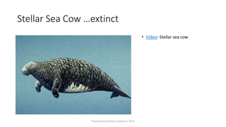 Stellar Sea Cow …extinct
• Video- Stellar sea cow
Prepared by Kiersten Lippmann, 2017
 