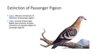 Extinction of Passenger Pigeon
• Video- 100 year anniversary of
extinction of passenger pigeon
• Video- preview of passenger
pigeon documentary, includes
simulation of migration flights of
passenger pigeons
 