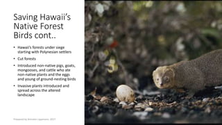 Saving Hawaii’s
Native Forest
Birds cont..
• Hawaii’s forests under siege
starting with Polynesian settlers
• Cut forests
• Introduced non-native pigs, goats,
mongooses, and cattle who ate
non-native plants and the eggs
and young of ground-nesting birds
• Invasive plants introduced and
spread across the altered
landscape
Prepared by Kiersten Lippmann, 2017
 