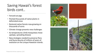 Saving Hawaii’s forest
birds cont..
• Fenced out pigs
• Planted thousands of native plants in
deforested areas
• Restored native forests now growing on
thousands of acres
• Climate change presents new challenges
• As temperatures climb mosquitoes move
upslope, spreading disease
• New strategies needed to preserve flora
and fauna bounty of millions of years of
evolution on the unique Hawaiian Islands.
Prepared by Kiersten Lippmann, 2017
 