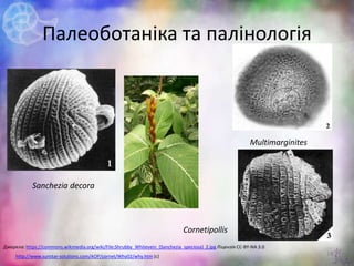 Палеоботаніка та палінологія
12http://www.sunstar-solutions.com/AOP/cornet/Why02/why.htm (с)
Джерела: https://commons.wikimedia.org/wiki/File:Shrubby_Whitevein_(Sanchezia_speciosa)_2.jpg Ліцензія CC-BY-NA 3.0
Sanchezia decora
Cornetipollis
Multimarginites
 