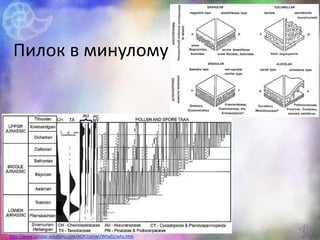 Пилок в минулому
http://www.sunstar-solutions.com/AOP/cornet/Why02/why.htm
 