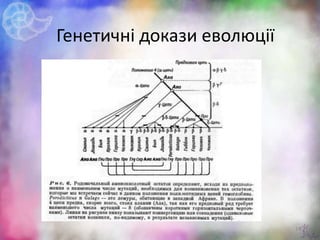 17
Генетичні докази еволюції
 