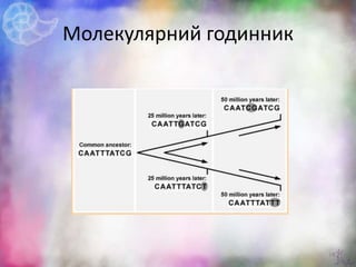 Молекулярний годинник
18
 