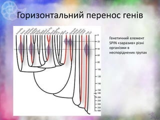 Горизонтальний перенос генів
19
Генетичний елемент
SPIN «заразив» різні
організми в
неспоріднених групах
 