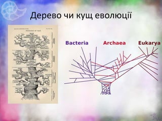 Дерево чи кущ еволюції
20
 