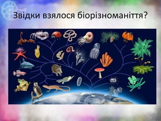 Звідки взялося біорізноманіття?
4
 
