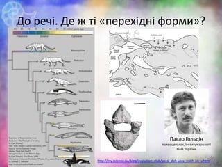До речі. Де ж ті «перехідні форми»?
9http://my.science.ua/blog/evolution_club/po-sl_dah-ukra_nskih-kit_v.html
Павло Гольдін
палеоцетолог, Інститут зоології
НАН України
 