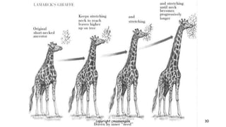 30
copyright cmassengale
 