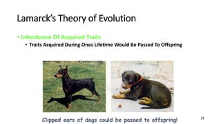 31
Lamarck’s Theory of Evolution
• Inheritance Of Acquired Traits
• Traits Acquired During Ones Lifetime Would Be Passed To Offspring
Clipped ears of dogs could be passed to offspring!
 
