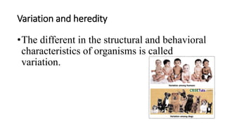 Variation and heredity
•The different in the structural and behavioral
characteristics of organisms is called
variation.
 