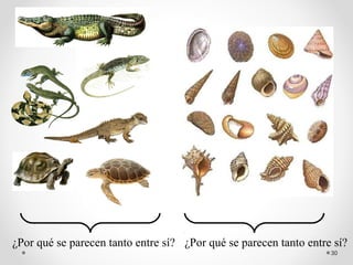 ¿Por qué se parecen tanto entre sí? ¿Por qué se parecen tanto entre sí?
                                                                   30
 
