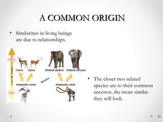 A COMMON ORIGIN
• Similarities in living beings
  are due to relationships.




                                  • The closer two related
                                    species are to their common
                                    ancestor, the more similar
                                    they will look.


                                                                  32
 