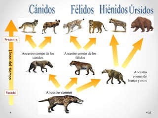 Presente
 Línea del tiempo




                    Ancestro común de los   Ancestro común de los
                           cánidos                 félidos



                                                                        Ancestro
                                                                       común de
                                                                    hienas y osos


Pasado                             Ancestro común




                                                                                    33
 
