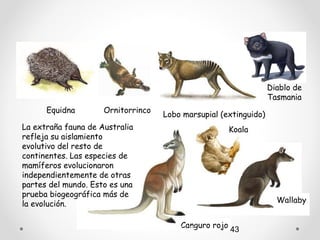 Diablo de
                                                                  Tasmania
      Equidna        Ornitorrinco
                                    Lobo marsupial (extinguido)
La extraña fauna de Australia                        Koala
refleja su aislamiento
evolutivo del resto de
continentes. Las especies de
mamíferos evolucionaron
independientemente de otras
partes del mundo. Esto es una
prueba biogeográfica más de
la evolución.                                                       Wallaby


                                         Canguro rojo
                       Autora: Marta García T.        43
 