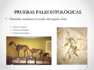 PRUEBAS PALEONTOLÓGICAS
• Obtenidas mediante el estudio del registro fósil.

   o Series Continuas.
   o Eslabones Perdidos.
   o Formas Intermedias.
 