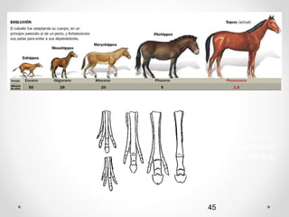 Los antepasados del caballo fueron
          gradualmente   fueron    perdiendo
          dedos como adaptación a la carrera
          veloz.




Autora: Marta García T.    45
 