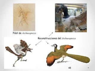 Fósil de Archaeopteryx

                         Reconstrucciones del Archaeopteryx




                   Autora: Marta García T.          48
 
