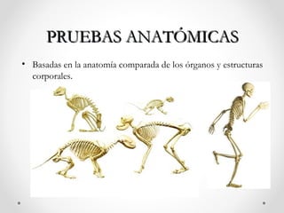 PRUEBAS ANATÓMICAS
• Basadas en la anatomía comparada de los órganos y estructuras
  corporales.
 