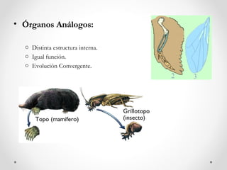 • Órganos Análogos:

  o Distinta estructura interna.
  o Igual función.
  o Evolución Convergente.
 