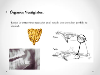 • Órganos Vestigiales.

  Restos de estructuras necesarias en el pasado que ahora han perdido su
  utilidad.
 