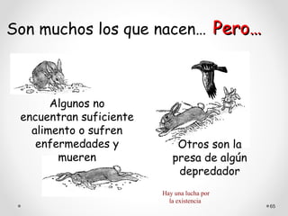 Son muchos los que nacen… Pero…



       Algunos no
 encuentran suficiente
   alimento o sufren
    enfermedades y           Otros son la
        mueren              presa de algún
                             depredador
                         Hay una lucha por
                           la existencia
                                             65
 