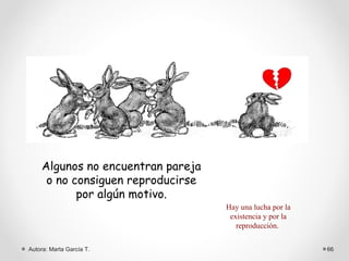 Algunos no encuentran pareja
     o no consiguen reproducirse
           por algún motivo.
                                   Hay una lucha por la
                                    existencia y por la
                                      reproducción.

Autora: Marta García T.                                   66
 