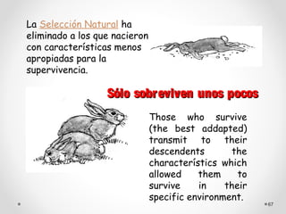 La Selección Natural ha
eliminado a los que nacieron
con características menos
apropiadas para la
supervivencia.

                  Sólo sobreviven unos pocos
                               Those who survive
                               (the best addapted)
                               transmit to their
                               descendents       the
                               characterístics which
                               allowed    them     to
                               survive    in    their
                               specific environment.
                                                        67
 