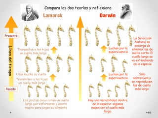 Compara las dos teorías y reflexiona

                                      Lamar ck                       Dar win


Presente
                                                                                             La Selección
                                                                                              Natural se
                                                                                              encarga de
                                                                            Luchan por la
 Línea del tiempo




                    Transmiten a los hijos                                                  eliminar las de
                     un cuello más largo                                    supervivencia   cuello corto. El
                                                                                            cuello largo se
                                                                                            va extendiendo
                                                                                             en la especie


                    Usan mucho su cuello                                    Luchan por la        Sólo
                    Transmiten a los hijos                                  supervivencia    sobreviven y
                     un cuello más largo                                                    se reproducen
                                                                                             las de cuello
Pasado                                                                                         más largo


                        Las jirafas desarrollan un cuello     Hay una variabilidad dentro
                         largo por esforzarse y usarlo           de la especie: algunas
                         mucho para coger su alimento           nacen con el cuello más
                                                                         largo.                         69
 