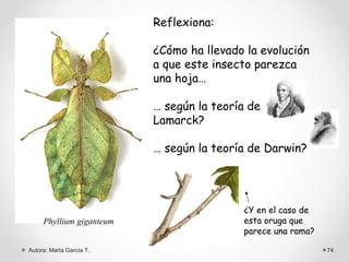 Reflexiona:

                          ¿Cómo ha llevado la evolución
                          a que este insecto parezca
                          una hoja…

                          … según la teoría de
                          Lamarck?

                          … según la teoría de Darwin?




                                          ¿Y en el caso de
     Phyllium giganteum                   esta oruga que
                                          parece una rama?

Autora: Marta García T.                                      74
 