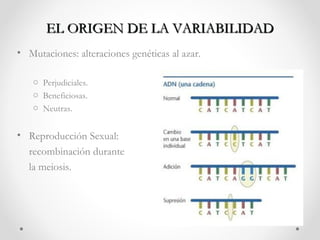 EL ORIGEN DE LA VARIABILIDAD
• Mutaciones: alteraciones genéticas al azar.

   o Perjudiciales.
   o Beneficiosas.
   o Neutras.


• Reproducción Sexual:
  recombinación durante
  la meiosis.
 
