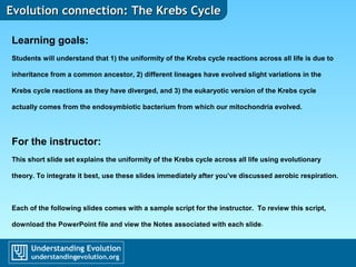 Evolution connection: The Krebs CycleEvolution connection: The Krebs Cycle
Learning goals:
Students will understand that 1) the uniformity of the Krebs cycle reactions across all life is due to
inheritance from a common ancestor, 2) different lineages have evolved slight variations in the
Krebs cycle reactions as they have diverged, and 3) the eukaryotic version of the Krebs cycle
actually comes from the endosymbiotic bacterium from which our mitochondria evolved.
For the instructor:
This short slide set explains the uniformity of the Krebs cycle across all life using evolutionary
theory. To integrate it best, use these slides immediately after you’ve discussed aerobic respiration.
Each of the following slides comes with a sample script for the instructor. To review this script,
download the PowerPoint file and view the Notes associated with each slide.
Evolution Connection slideshows are provided by Understanding Evolution
 
