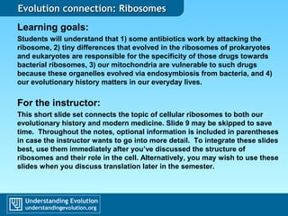 Evolution connection: RibosomesEvolution connection: Ribosomes
Learning goals:
Students will understand that 1) some antibiotics work by attacking the
ribosome, 2) tiny differences that evolved in the ribosomes of prokaryotes
and eukaryotes are responsible for the specificity of those drugs towards
bacterial ribosomes, 3) our mitochondria are vulnerable to such drugs
because these organelles evolved via endosymbiosis from bacteria, and 4)
our evolutionary history matters in our everyday lives.
For the instructor:
This short slide set connects the topic of cellular ribosomes to both our
evolutionary history and modern medicine. Slide 9 may be skipped to save
time. Throughout the notes, optional information is included in parentheses
in case the instructor wants to go into more detail. To integrate these slides
best, use them immediately after you’ve discussed the structure of
ribosomes and their role in the cell. Alternatively, you may wish to use these
slides when you discuss translation later in the semester.
 