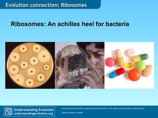 Evolution ccoonnnneeccttiioonn:: RRiibboossoommeess 
Ribosomes: An achilles heel for bacteria 
Petri dish photo from CDC; researcher photo from CDC/Dr. U.P. Kokko; photo of various medicines from 
National Institute of Health 
 