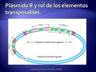 Lab Microb Molecular y Biotecnol - UNMSM
 