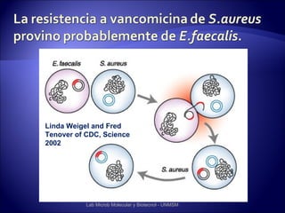 Linda Weigel and Fred
Tenover of CDC, Science
2002




           Lab Microb Molecular y Biotecnol - UNMSM
 