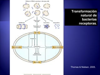 Transformación
     natural de
      bacterias
    receptoras.




Thomas & Nielsen, 2005.
 