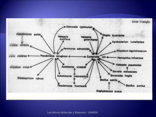 Lab Microb Molecular y Biotecnol - UNMSM
 
