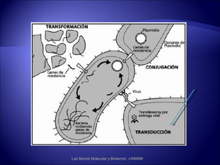 Lab Microb Molecular y Biotecnol -UNMSM
 